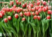 Tulipa Concorde ® (1)